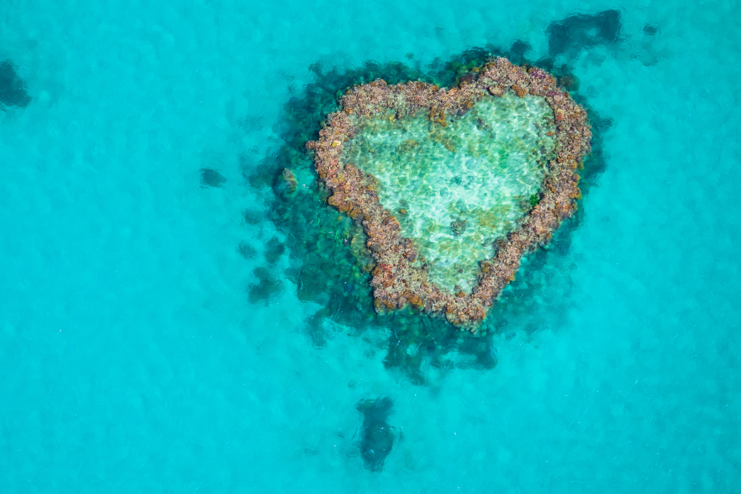 ribbon reef, great barrier reef.webp